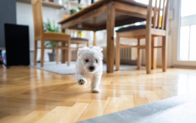 Top Flooring Choices for Dog Owners