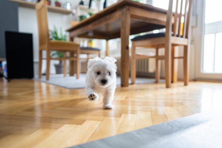 Cute little bichon frise running through house